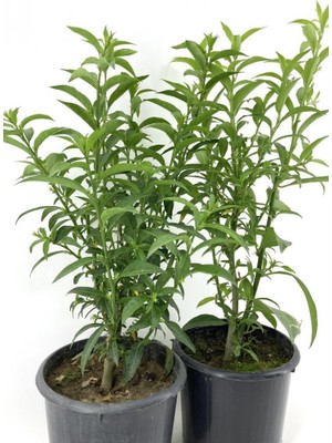 Biorganix Akşam Gece Sefası Kolonya Limon Çiçeği Melisa 2 Adet 20-40 cm