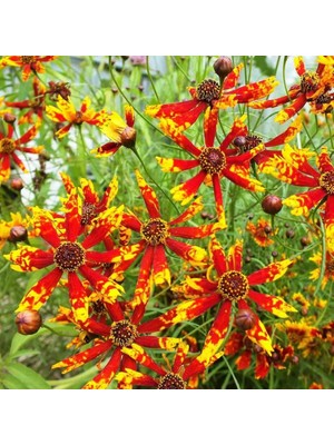 Zengarden Radiana Tigrina Kızgözü Çiçeği Tohumu Coreopsis
