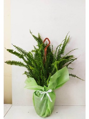 Serada Decor Plant Aşk Merdiveni Çiçeği Büyük Boy Fujer Nephrolepis Hediyelik Çiçek Hediye Paketi+ Kart Notu