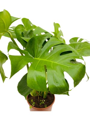 Bitkim Sende Monstera, Deve Tabanı 40-60CM Hediye Paketi+ Kart Notu