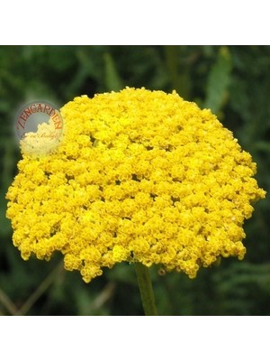 Zengarden Sarı Civanperçemi Tohumu Achillea Filipendulina Gold Yarrow