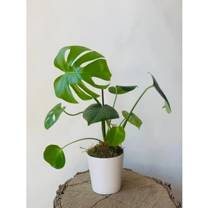 Bi Kaktüs Dünyası Monstera Deliciosa Deve Tabanı 50-60 cm