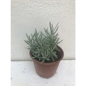 Aromatik Kokulu Lavanta Fidanı 1 Adet Angustifolia