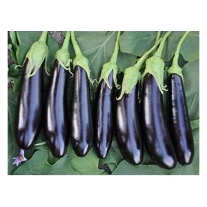 Köy Tohumları 100 Adet Tohum Organik Bahçe Antalya Kemer Patlıcan Tohumu Taze