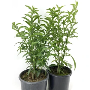 Akşam Gece Sefası Kolonya Limon Çiçeği Melisa 2 Adet 20-40 cm