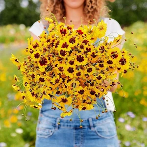 Bodur Coreopsis Tohumu Kızgözü Çiçeği Tinctoria Dwarf