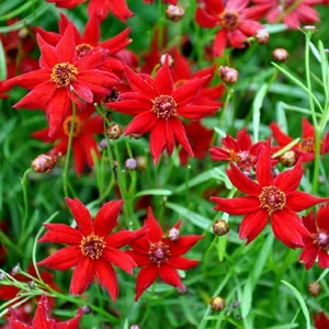 Amulet Kızgözü Çiçeği Tohumu Coreopsis