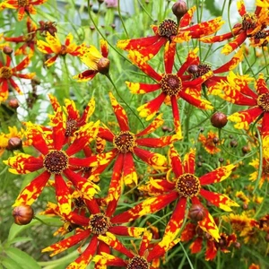 Radiana Tigrina Kızgözü Çiçeği Tohumu Coreopsis