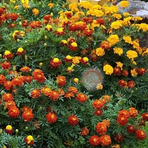 Fransız Kadife Çiçeği Tohumu French Marigold Sparky Mix Tagetes Patula