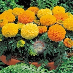 Kadife Çiçeği Tohumu Büyük Top Çiçekli Karışım Tagetes