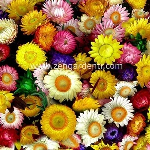 Ölümsüz Çiçek Helichrysum Tohumu Büyük Çiçekli Karışım