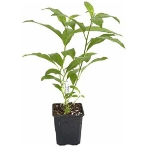Akşam Gece Sefası Kolonya Limon Çiçeği Melisa 20-40 cm