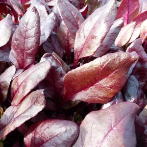 Koyu Kırmızı Yaprak Pancarı Tohumu Bulls Blood Olympia Red