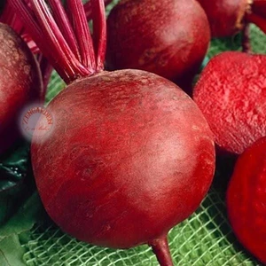 Yakut Kırmızı Pancar Tohumu Geleneksel Beet Ruby Queen Beta Vulgaris