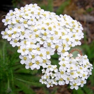 Şifalı Beyaz Civanperçemi Tohumu Achillea Millefolium White Yarrow