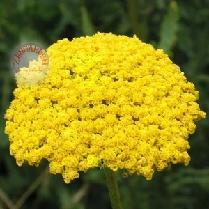 Sarı Civanperçemi Tohumu Achillea Filipendulina Gold Yarrow