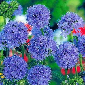 Mavi Gilia Leptantha Tohumu Kesme Çiçeklik Özel Tür