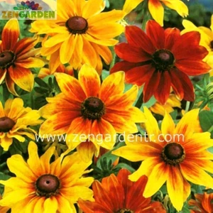 Bodur Rudbekya Güneş Şapkası Tohumu Rustik Karışım Rudbeckia Hirta
