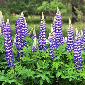 The Governor Lupin Tohumu Acı Bakla Çiçeği Lupinus Russel
