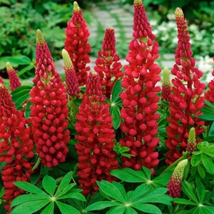 My Castle Lupin Tohumu Acı Bakla Çiçeği Lupinus Russel