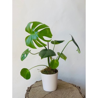 Bi Kakts Dnyas Monstera Deliciosa Deve Taban 50-60 cm Fiyat