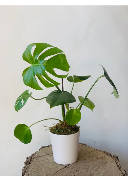 Monstera Deliciosa Deve Tabanı 50-60 cm