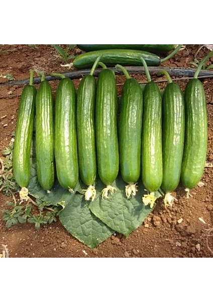 200 Adet Tohum Organik Yayla Bahçe Açık Tarla Köy Badem Salatalık Tohumu