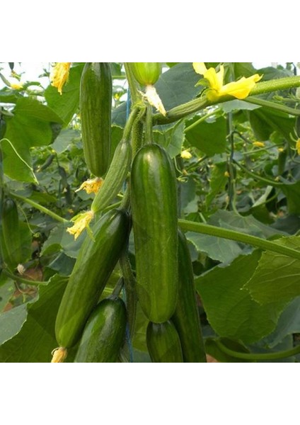 200 Adet Tohum Organik Yayla Bahçe Açık Tarla Köy Badem Salatalık Tohumu fiyatları