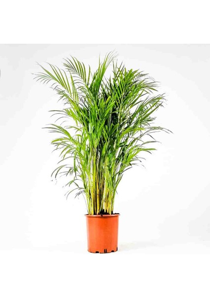 Areka Bitkisi 120-150 Cm, Saksıda