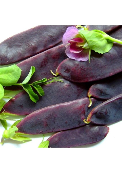 Şiraz Siyah Bezelye Tohumu Shiraz Snow Pea Purple Mangetout