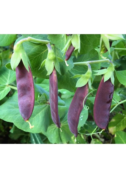 Şiraz Siyah Bezelye Tohumu Shiraz Snow Pea Purple Mangetout