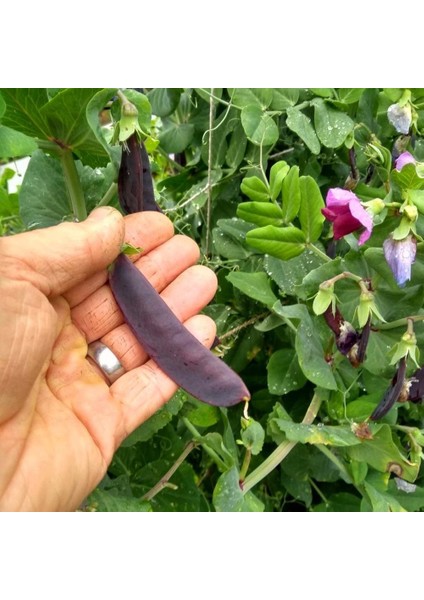 Şiraz Siyah Bezelye Tohumu Shiraz Snow Pea Purple Mangetout