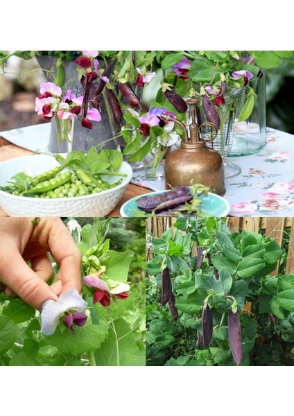 Şiraz Siyah Bezelye Tohumu Shiraz Snow Pea Purple Mangetout