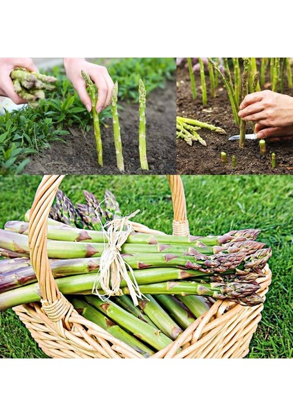 Kuşkonmaz Tohumu Connovers Colossal Asparagus Officinallis Ödüllü modelleri