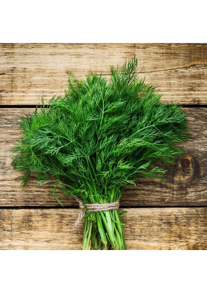 Demetlik Dereotu Tohumu Atalık Tohum Bouquet Dill