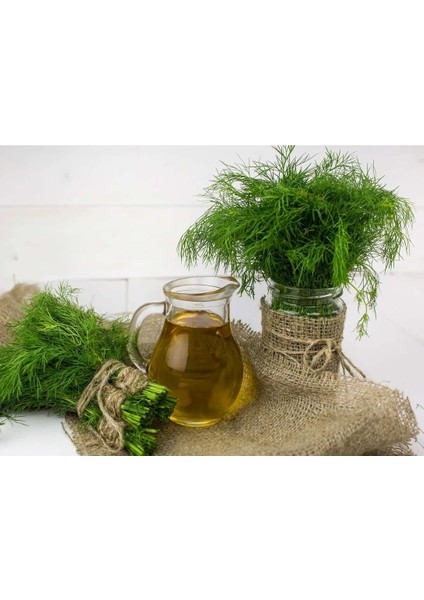 Demetlik Dereotu Tohumu Atalık Tohum Bouquet Dill fiyatları