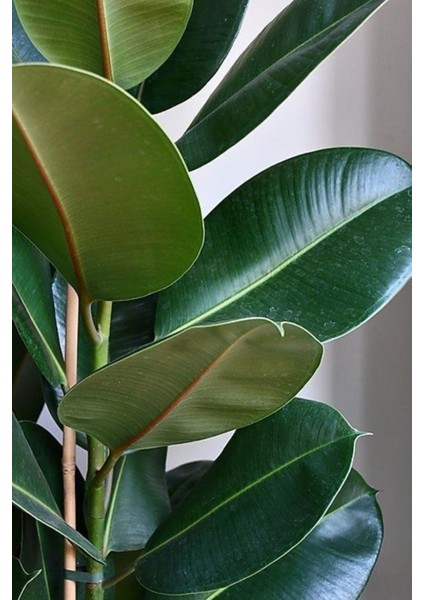 Kauçuk - Ficus Elastica Robusta Canlı Salon Bitkisi 80 - 100 cm
