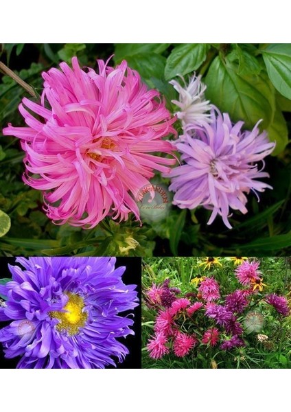 Yıldız Çiçekli Aster Tohumu Karışık Renkli Callistephus Chinensis Crego Aster Mix