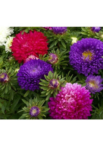 Renkli Halı Katmerli Aster Tohumu Karışımı