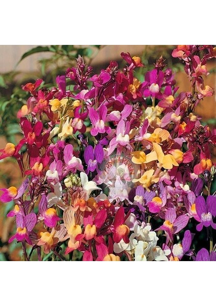 Linaria Tohumu Kuzey Işıkları Linaria Maroccana Tall Snapdragon