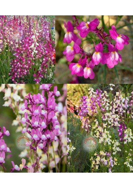 Linaria Tohumu Kuzey Işıkları Linaria Maroccana Tall Snapdragon