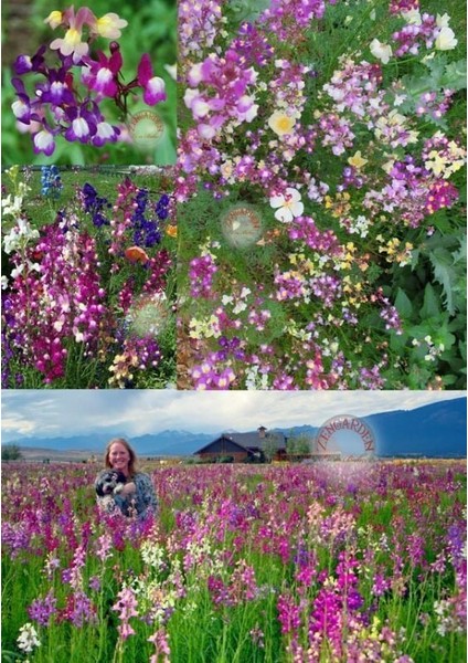 Linaria Tohumu Kuzey Işıkları Linaria Maroccana Tall Snapdragon