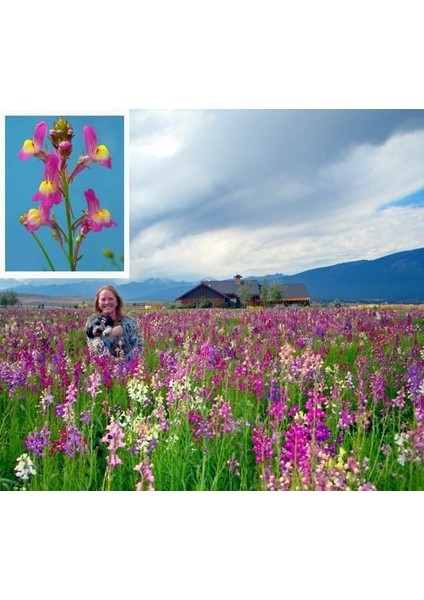 Linaria Tohumu Kuzey Işıkları Linaria Maroccana Tall Snapdragon