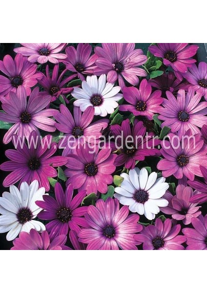 Karışık Bodrum Papatyası Tohumu Osteospermum Mix