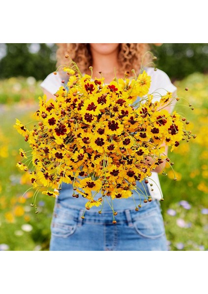 Bodur Coreopsis Tohumu Kızgözü Çiçeği Tinctoria Dwarf