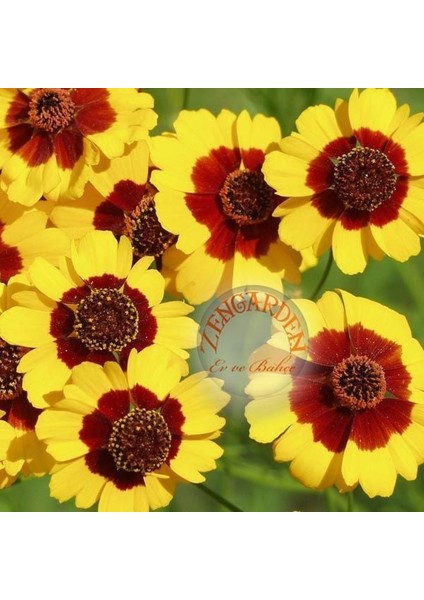 Bodur Coreopsis Tohumu Kızgözü Çiçeği Tinctoria Dwarf