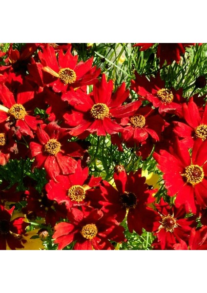 Uzun Boylu Kırmızı Kızgözü Çiçeği Tohumu Coreopsis Plains