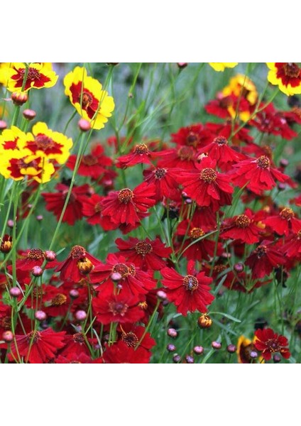 Uzun Boylu Kırmızı Kızgözü Çiçeği Tohumu Coreopsis Plains