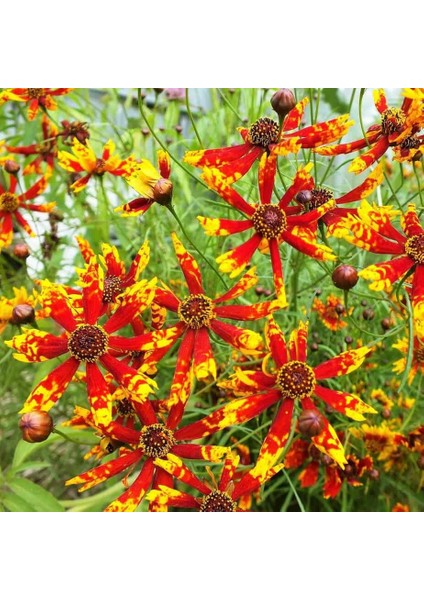 Radiana Tigrina Kızgözü Çiçeği Tohumu Coreopsis