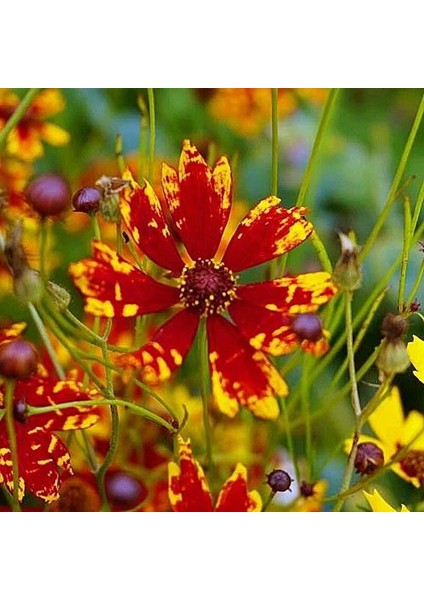 Radiana Tigrina Kızgözü Çiçeği Tohumu Coreopsis